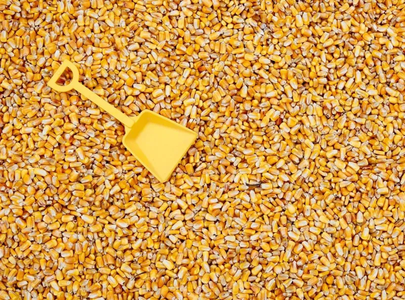 Использование снеговых лопат в качестве зерновых лопат